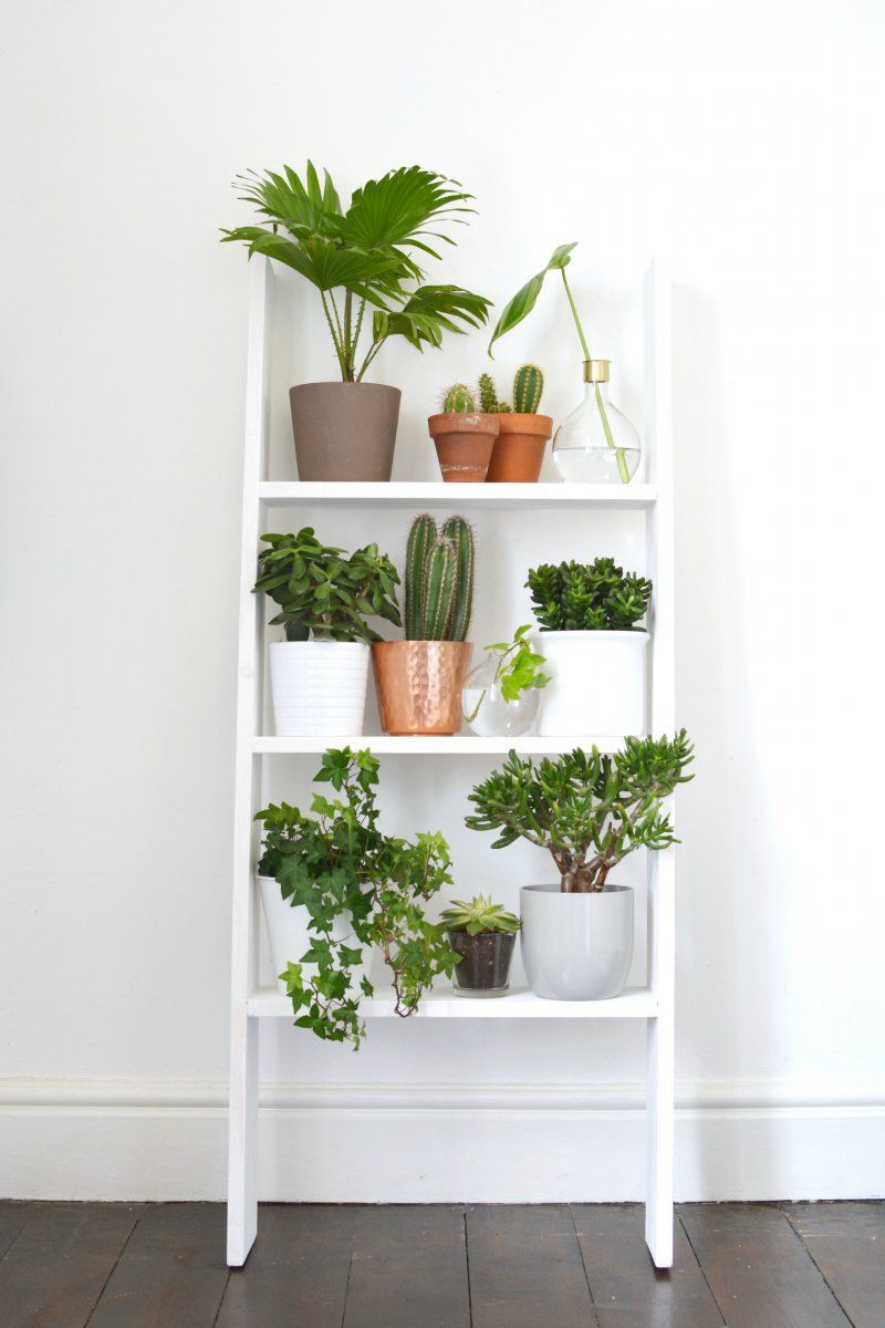 plants